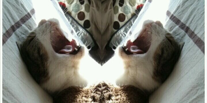 Thaumas's profile banner image