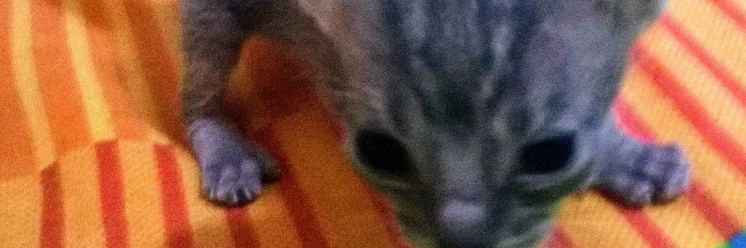 sammylocutor's profile banner image
