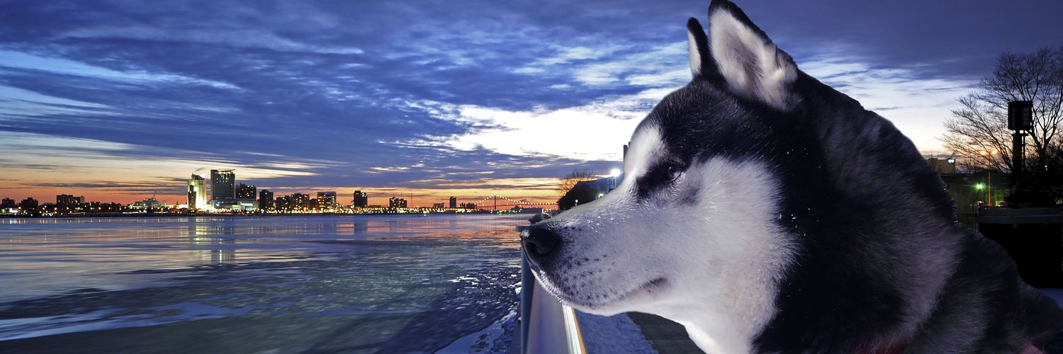 ELLDOG101's profile banner image