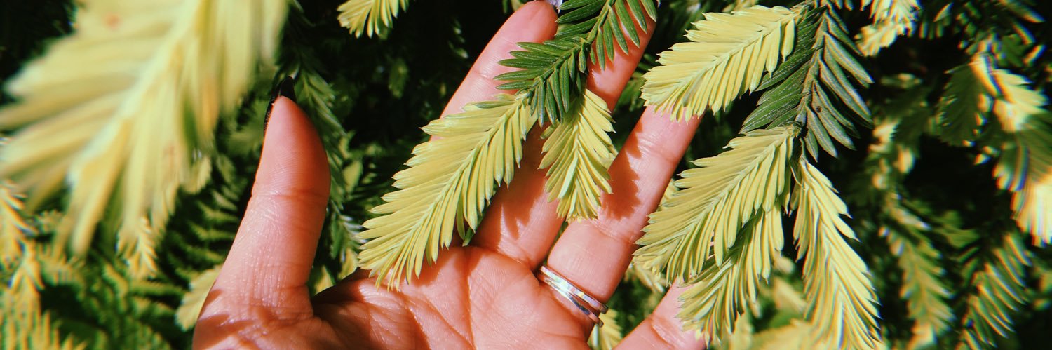 nopalito🛸🌵 banner