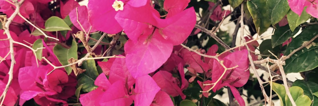 salima_07's profile banner image