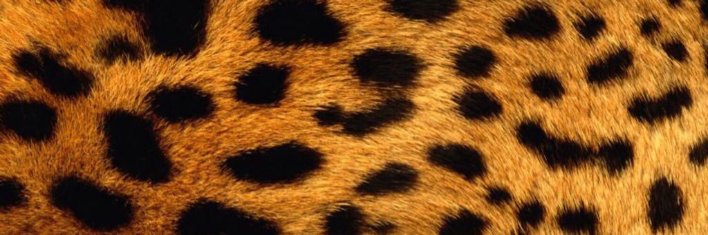 chrissyadeleke's profile banner image