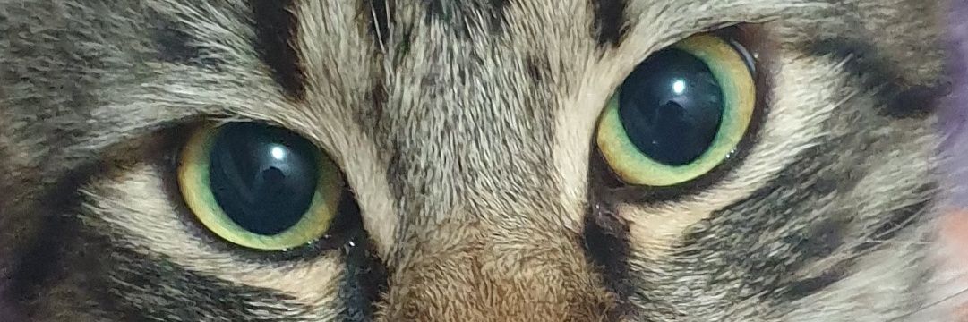 altun_serkan's profile banner image