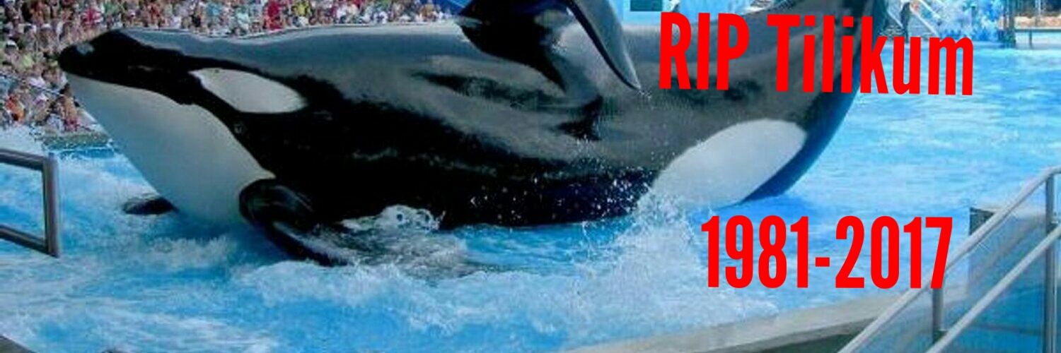 Sandraphalicia banner