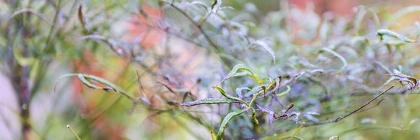 aniatot Profile Banner