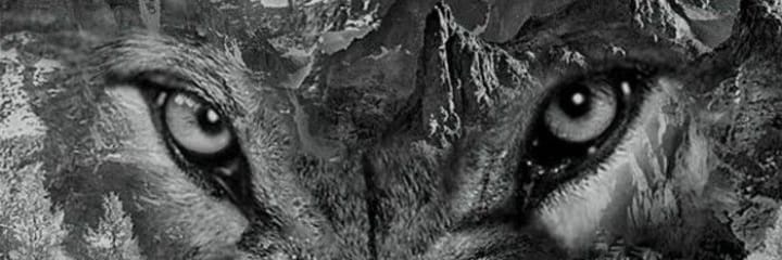 molineux4eva's profile banner image