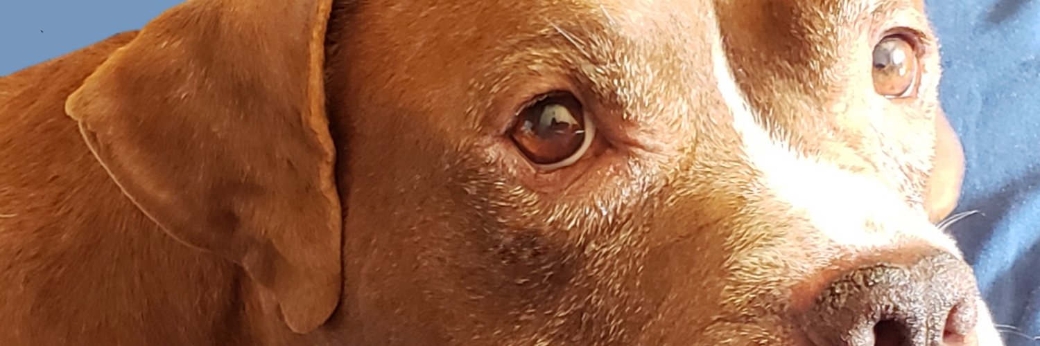 Nephertania's profile banner image