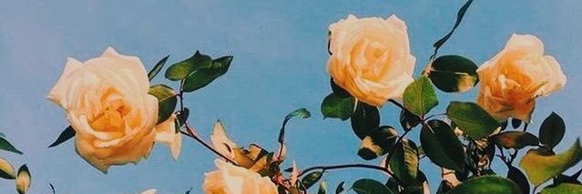 stececilia_'s profile banner image