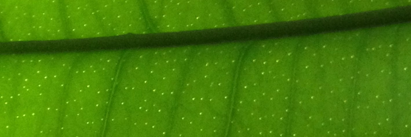 Rachel Ehrenberg banner