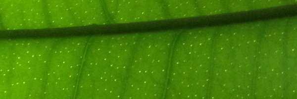 Rachelwrit Profile Banner