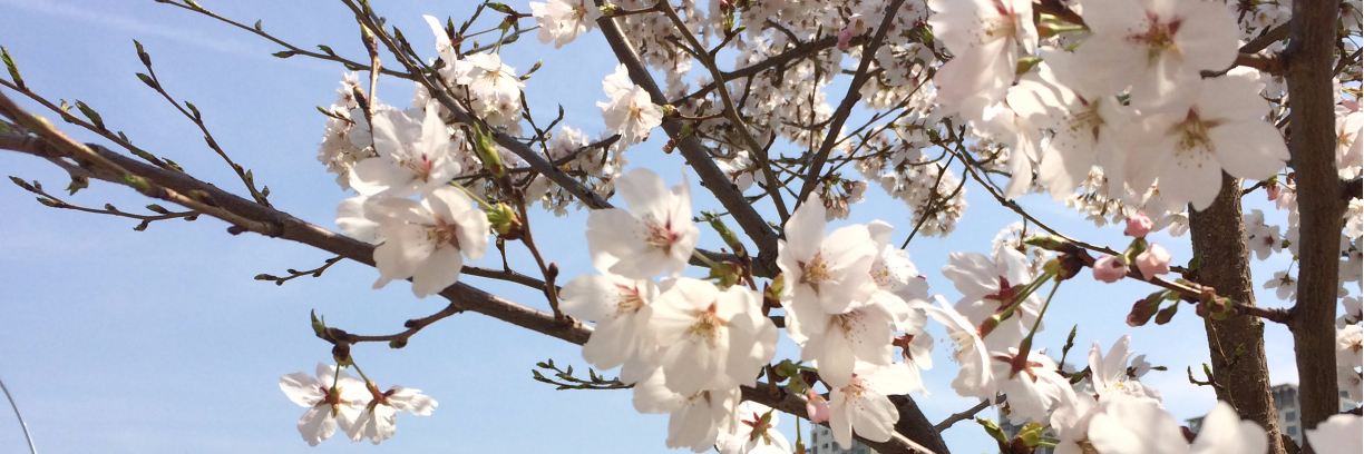 Dona_Tran's profile banner image