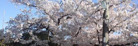 onoseikotuin's profile banner image