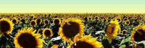 PeterdeLeur's profile banner image