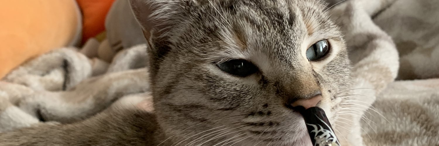 grapefairy444's profile banner image