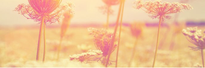 KatieChip808's profile banner image