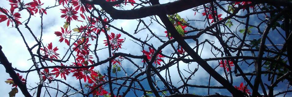 iAlejandraAc's profile banner image