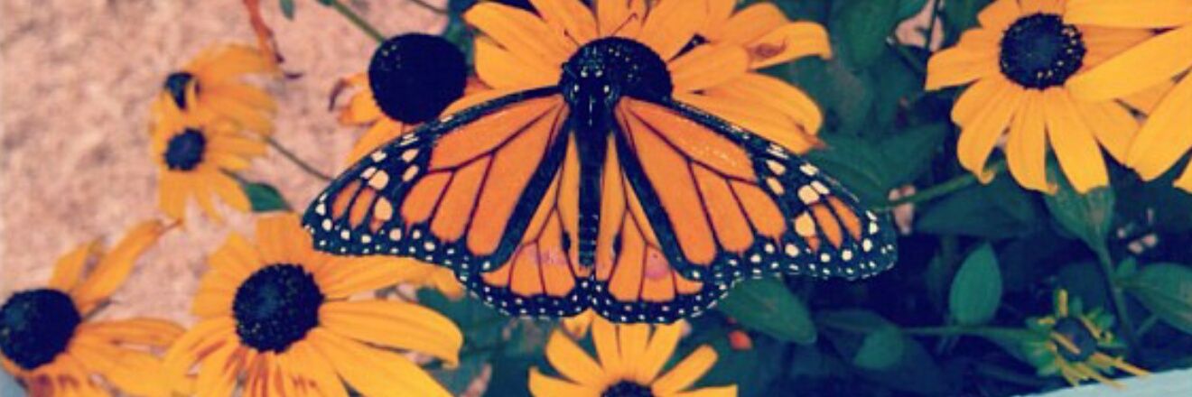 JillianFitzner's profile banner image