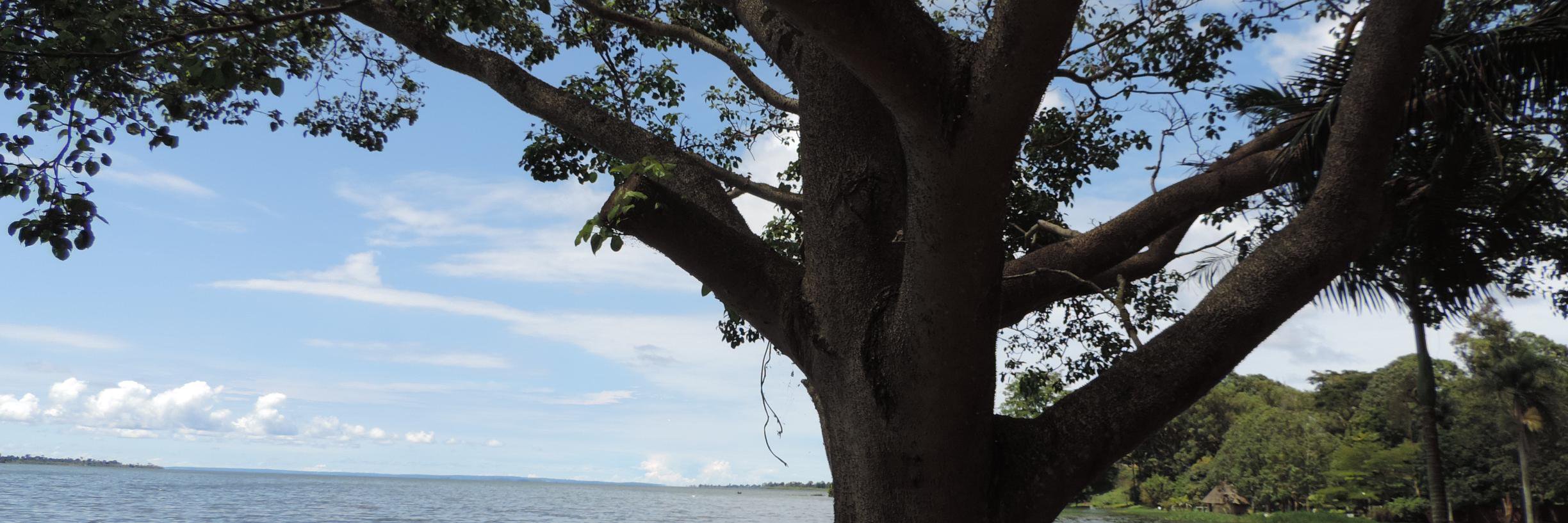 Susan Nanduddu banner