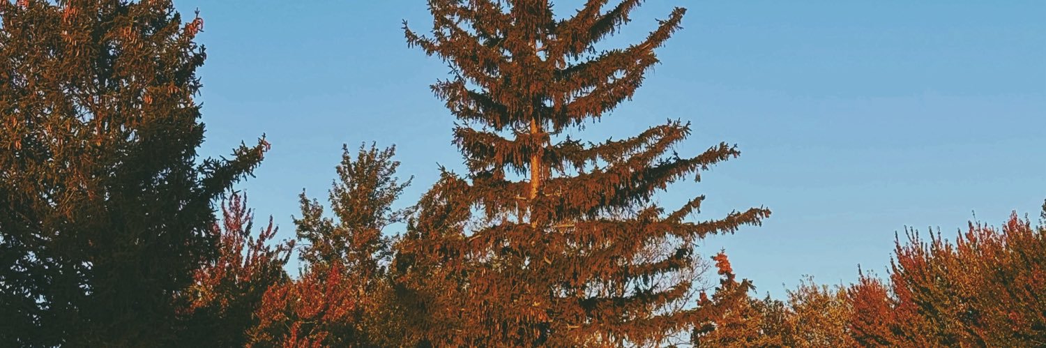 imabirdfish's profile banner image