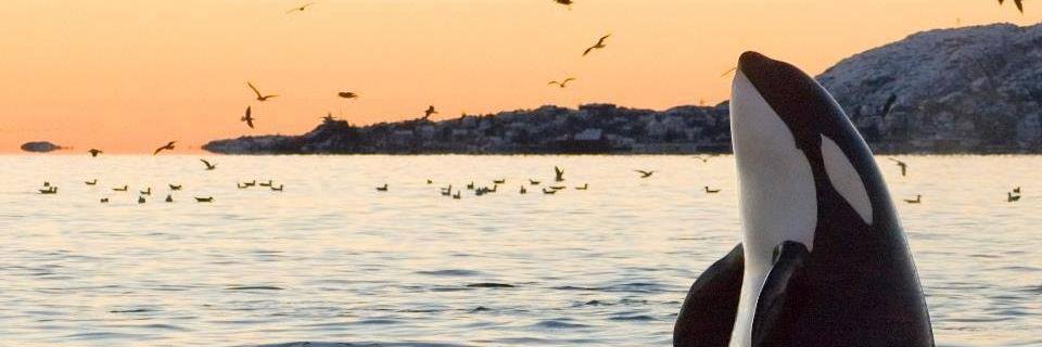 Louis_lips's profile banner image
