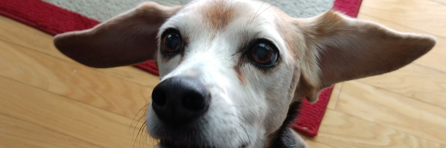 Megan Parise Schmidt banner