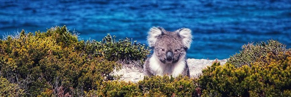 Mercator 🇦🇺 banner