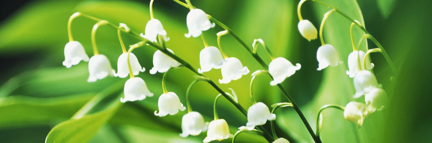 Periwinkle, RN BSN banner