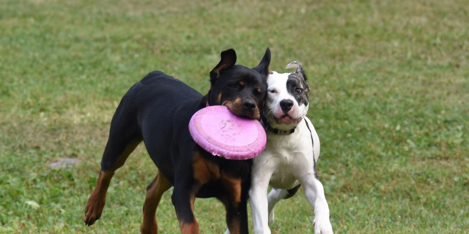 A New Leash on Life banner