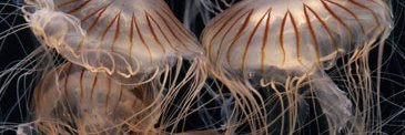 MagDa banner