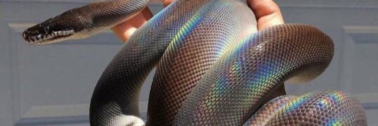AmandaBelmonte's profile banner image