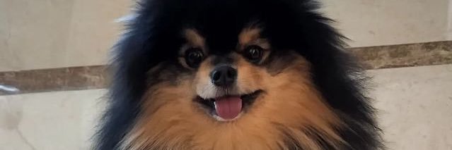 melisaelss's profile banner image