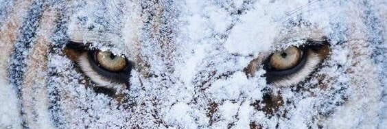 Jo' banner