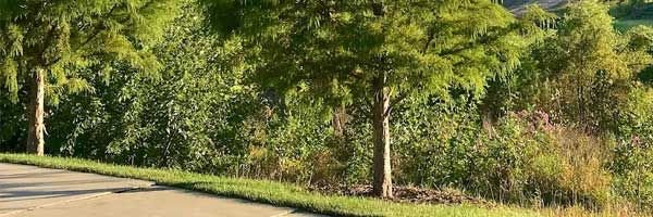 brownisgreen's profile banner image