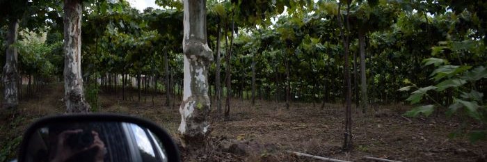 DoPlenario's profile banner image