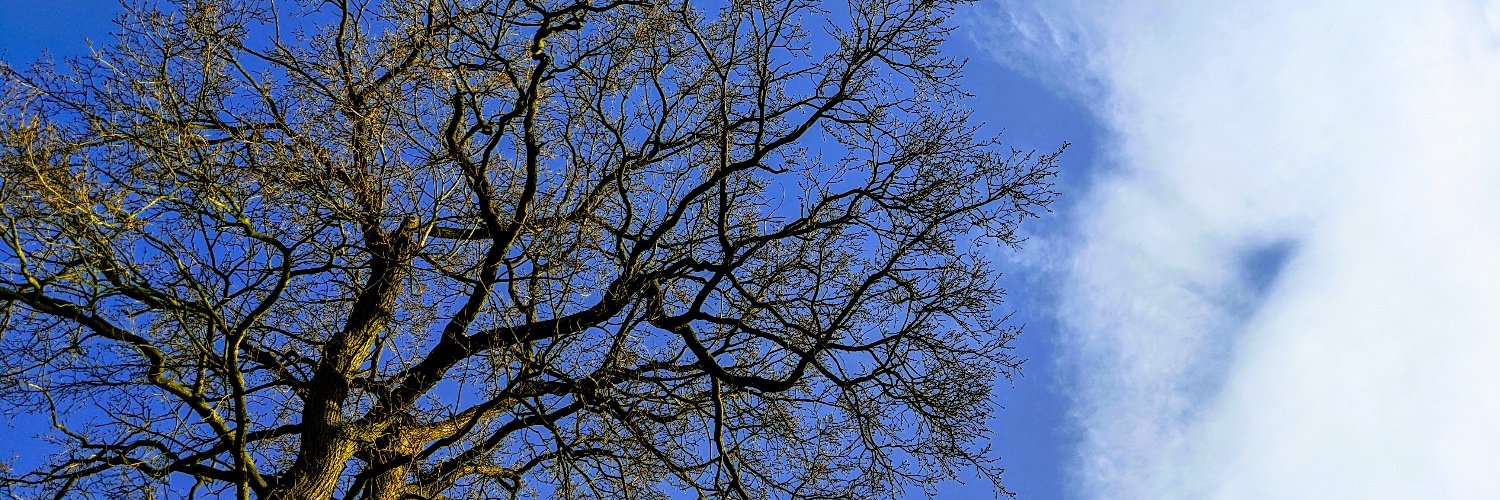 Dr. Lisa Nobis banner