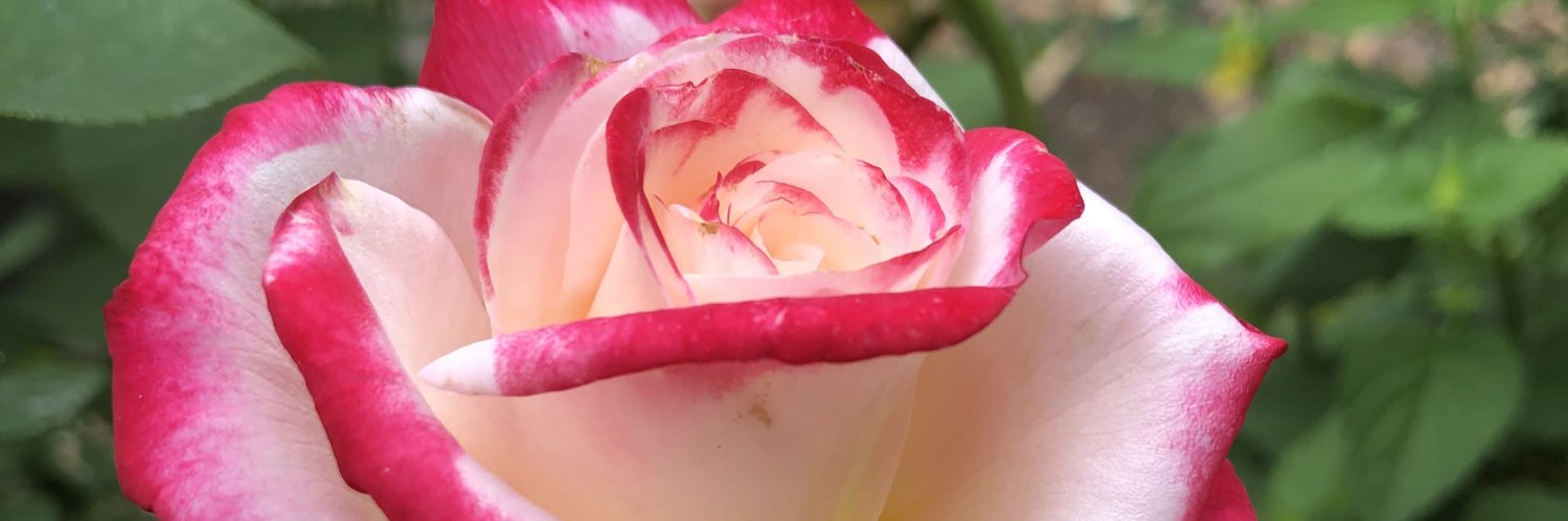 Janine Munson banner