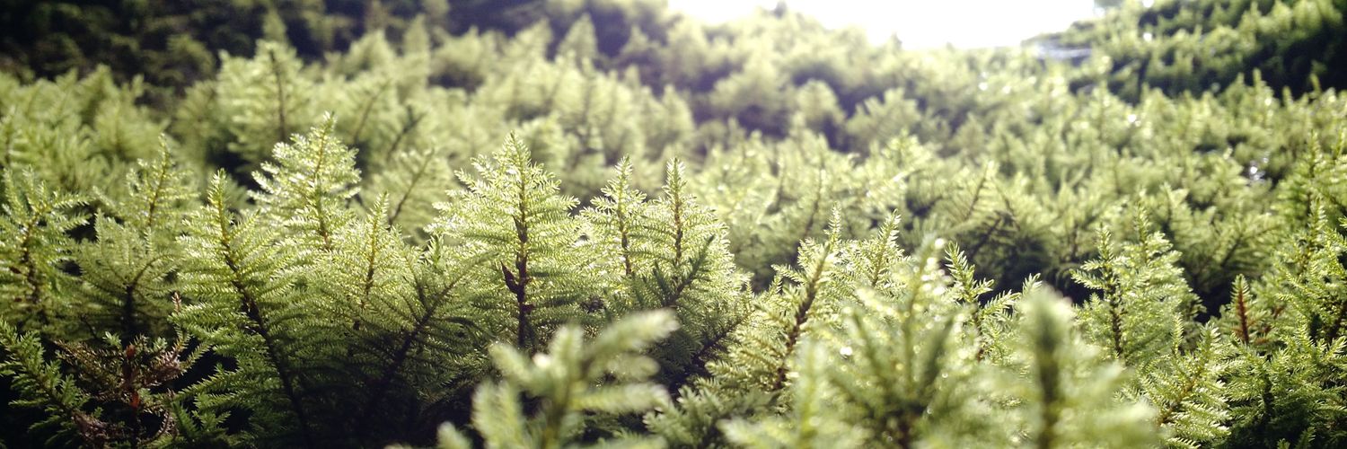 Sarang Borude banner