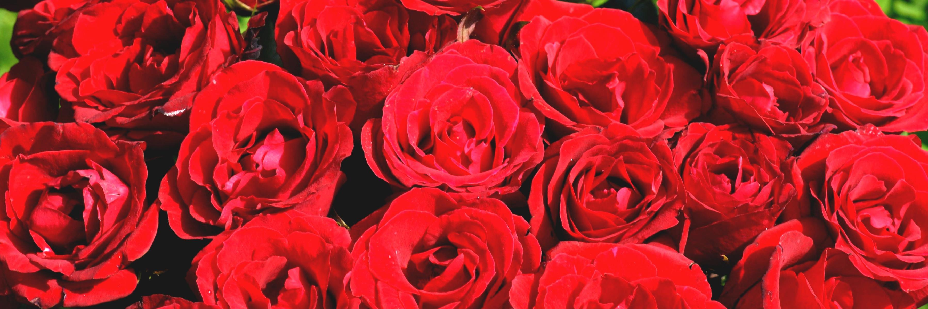 aurorasarah_'s profile banner image