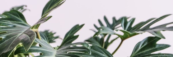 meguelll Profile Banner