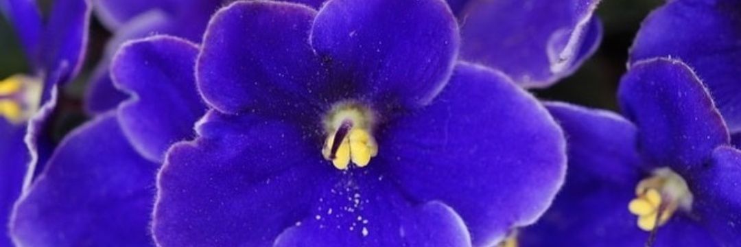 Dr. Nicole Houston Johnson banner