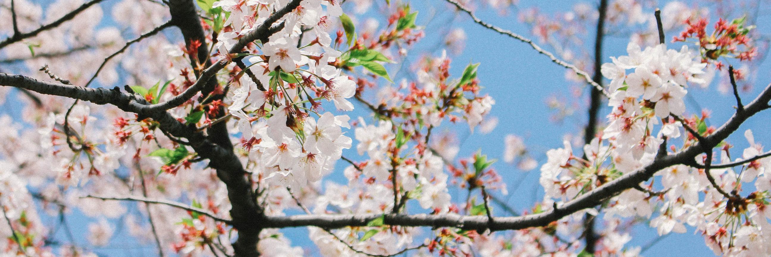 ˚₊*̥ 妮 banner