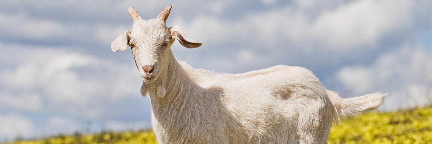 PoonTracker's profile banner image