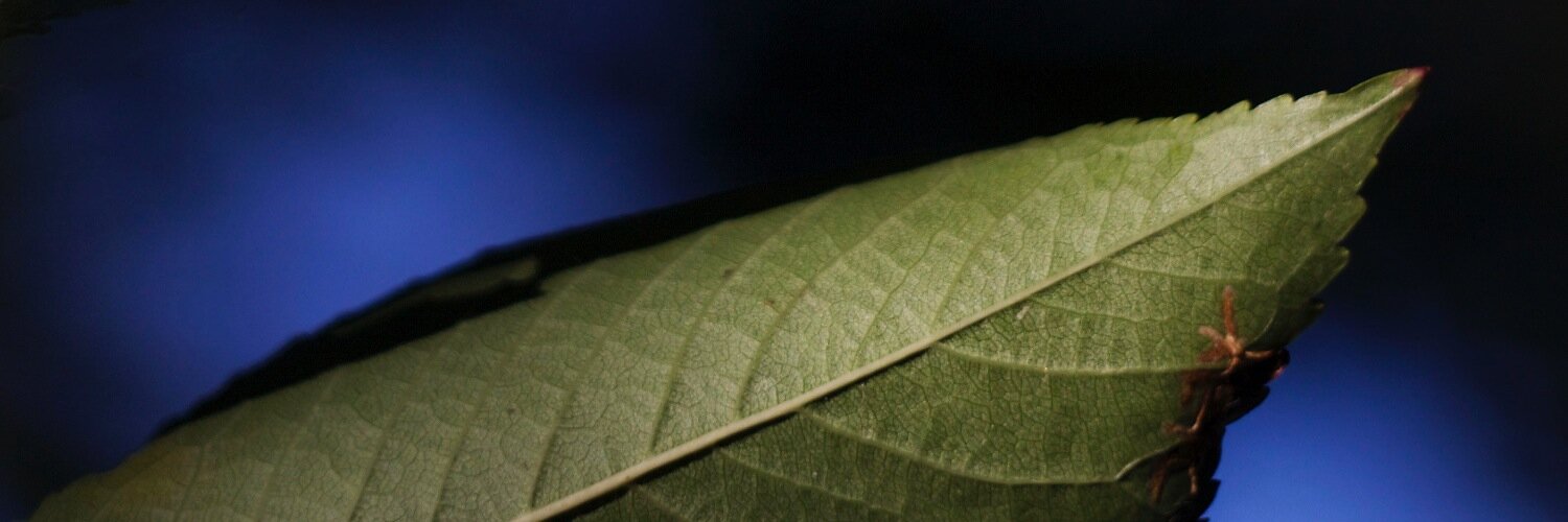 philplanta's profile banner image
