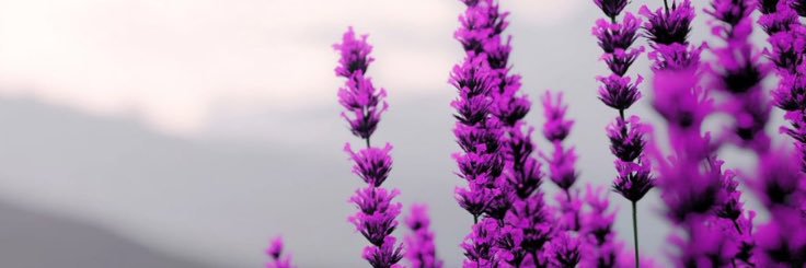aleechannn's profile banner image