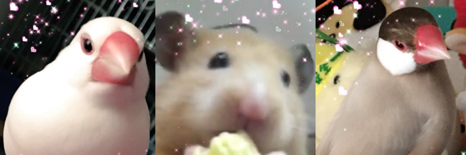 こも&こすも&こはな&… banner