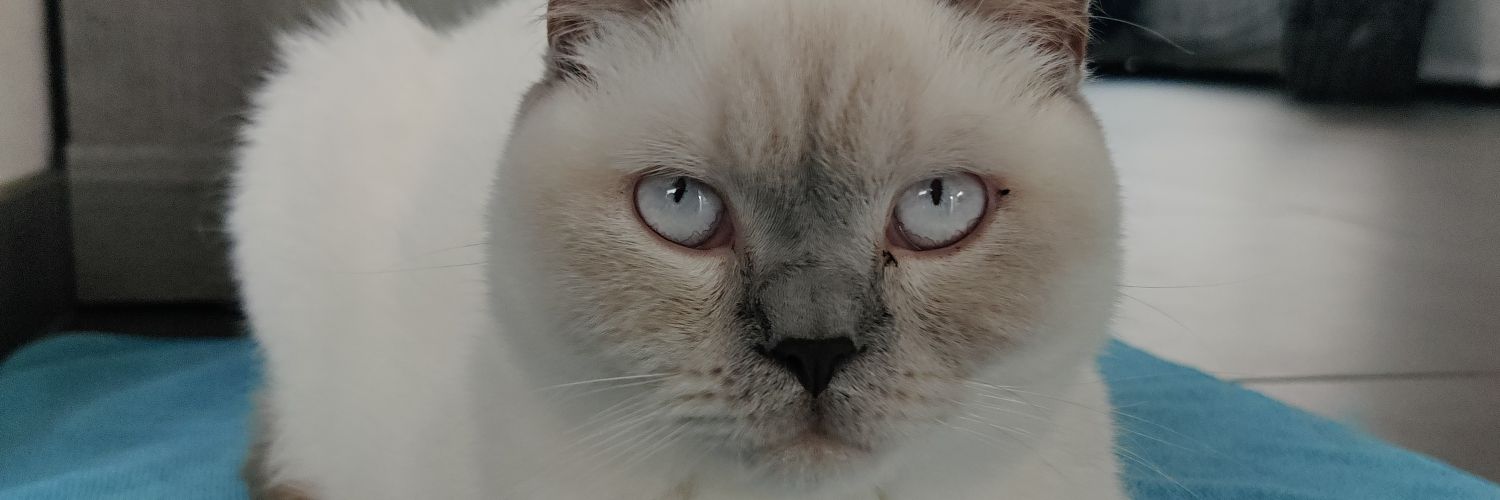 Sharonbuuritto's profile banner image