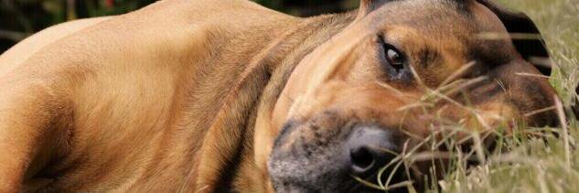 Wambũi Mũrĩmi banner