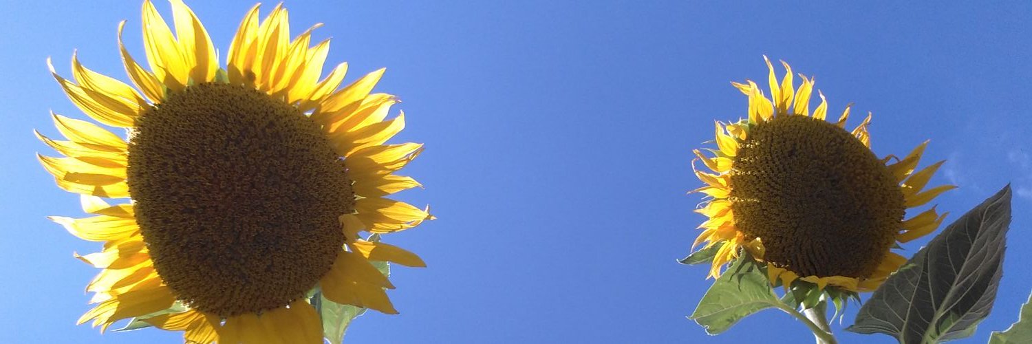 Sonrogom's profile banner image