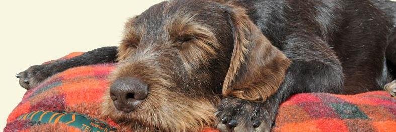 tuffiesdogbeds's profile banner image