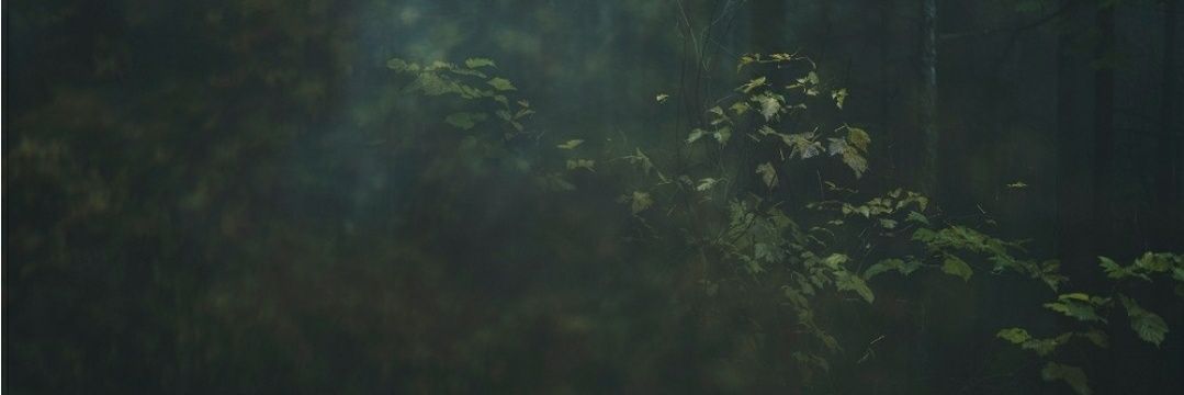 ethworm's profile banner image